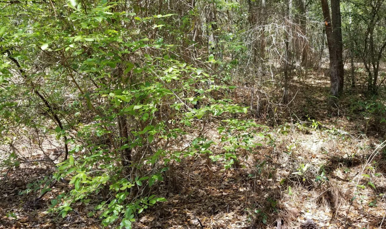 Property Photo:  Xxx Lot C Tisa Lane  FL 32564 