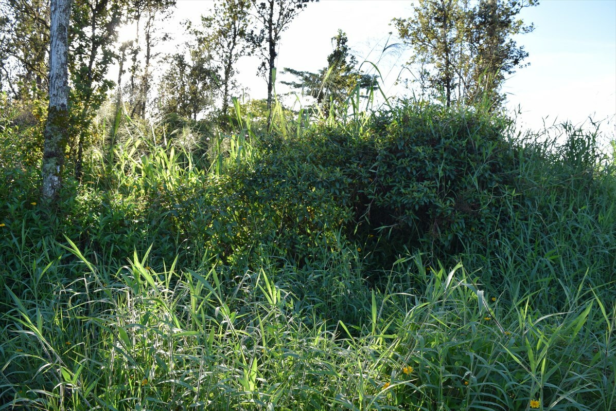 Property Photo:  Stardust Dr.  HI 96778 