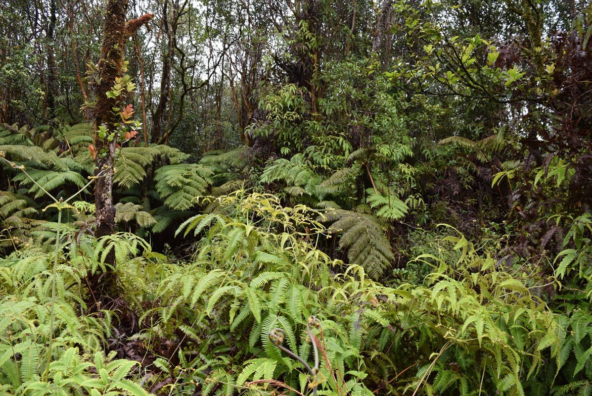 Property Photo:  Road 9  HI 96785 