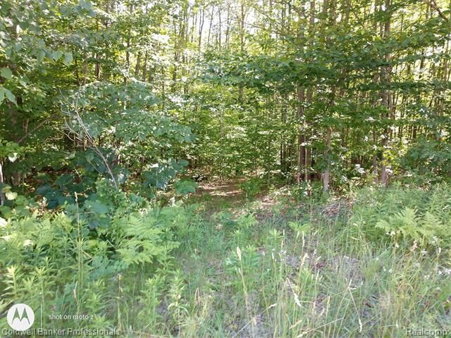 Vl Babbitt  Maple Forest Twp MI 49733 photo