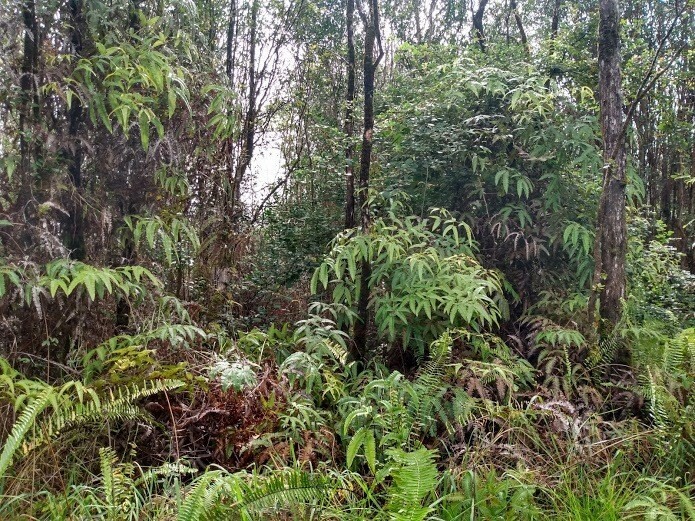 Property Photo:  Road 9  HI 96785 