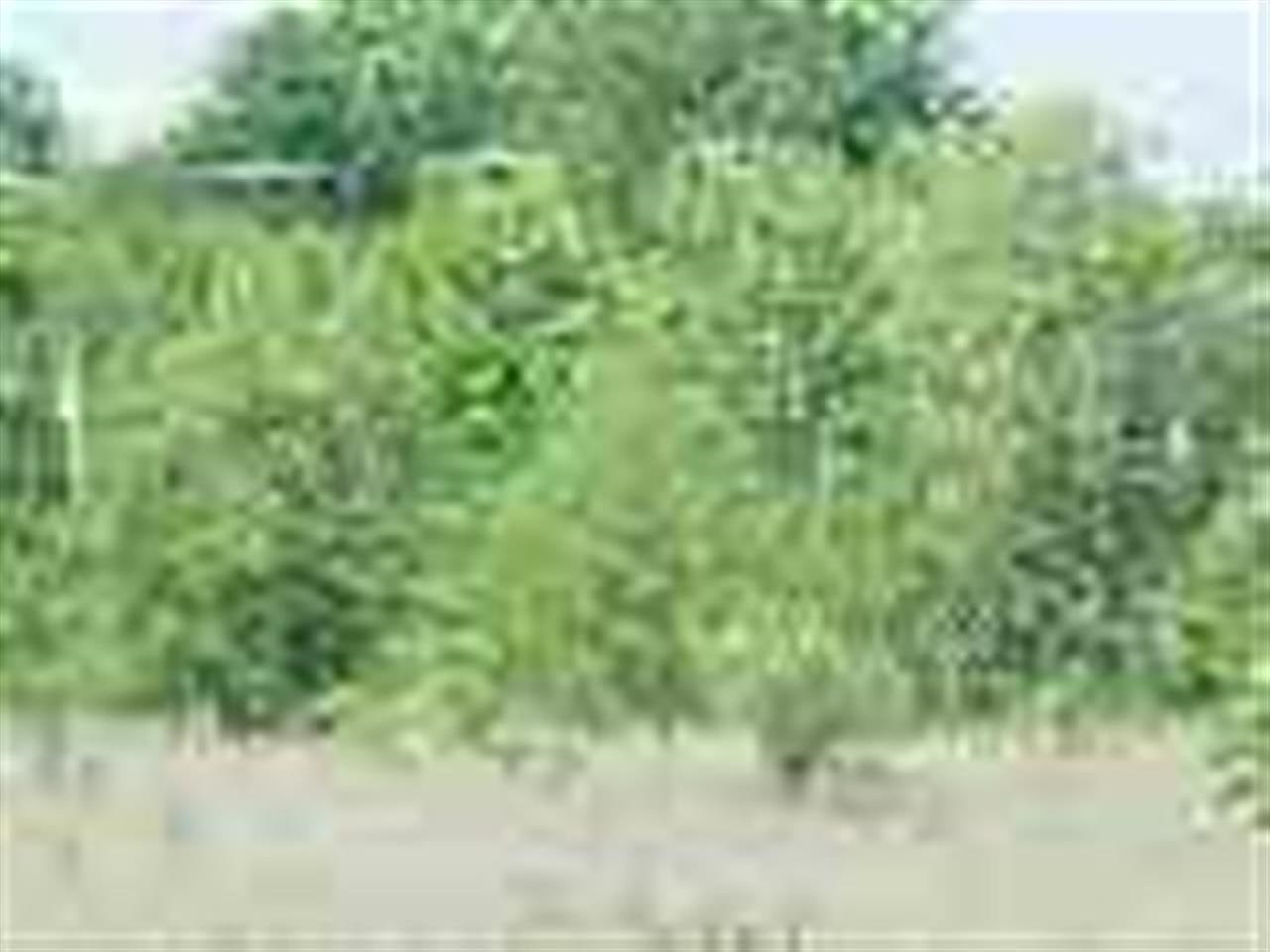Property Photo: Lot #20 8431 Pickeral Lake Rd MI 49770