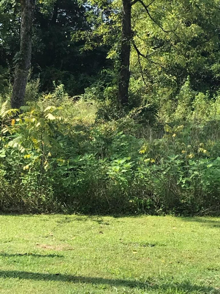 Lot 2 County Road 287  Niota TN 37826 photo