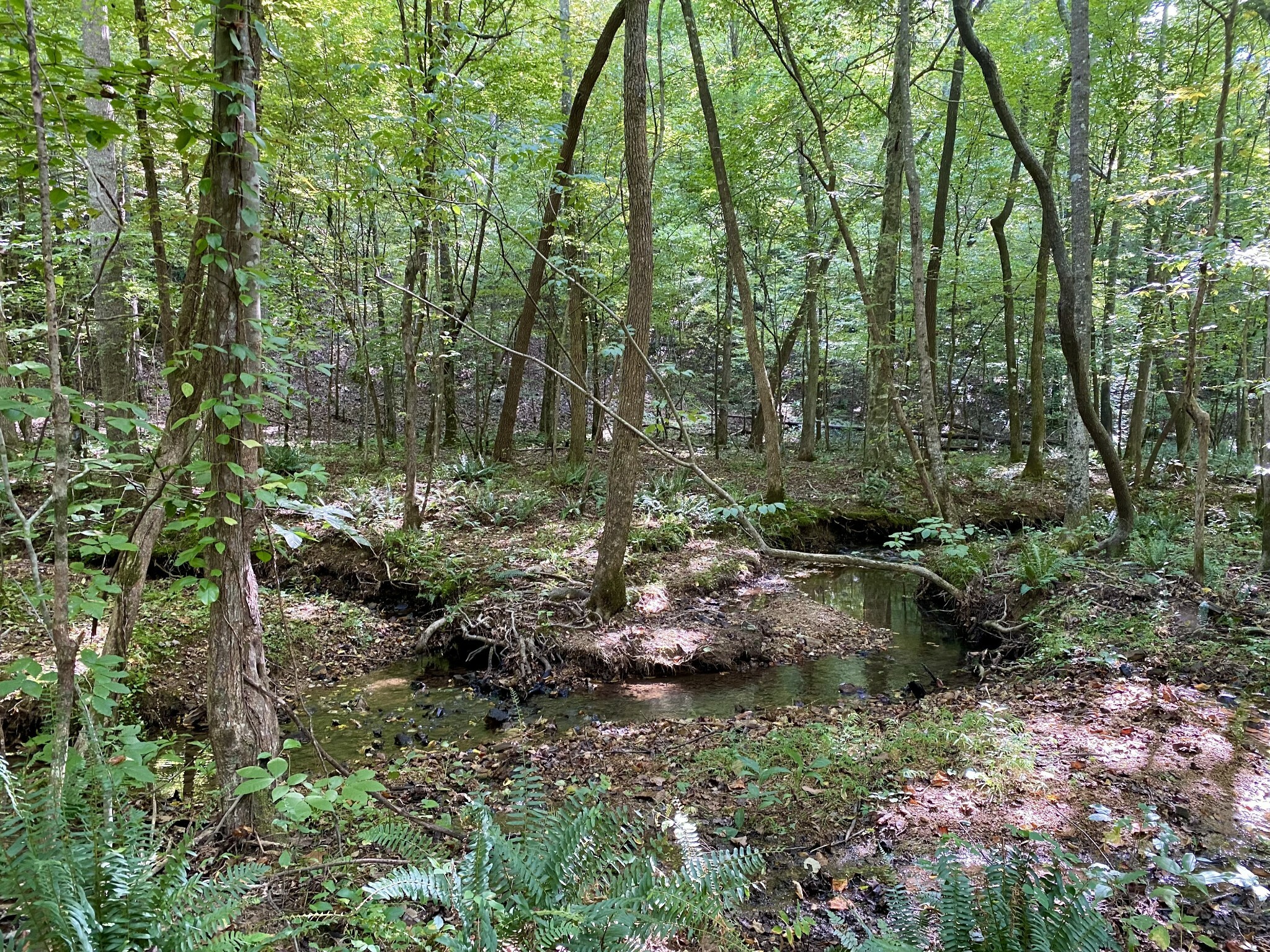 Property Photo:  1226 Blowing Springs Rd  TN 38464 