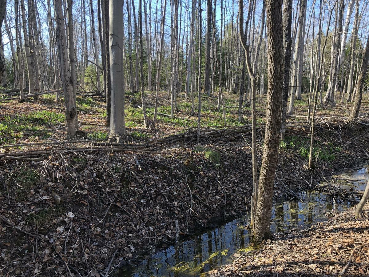 Property Photo: Gorman Road MI 49781