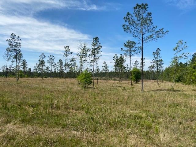 Harvey Parker Road  Ragley LA 70657 photo