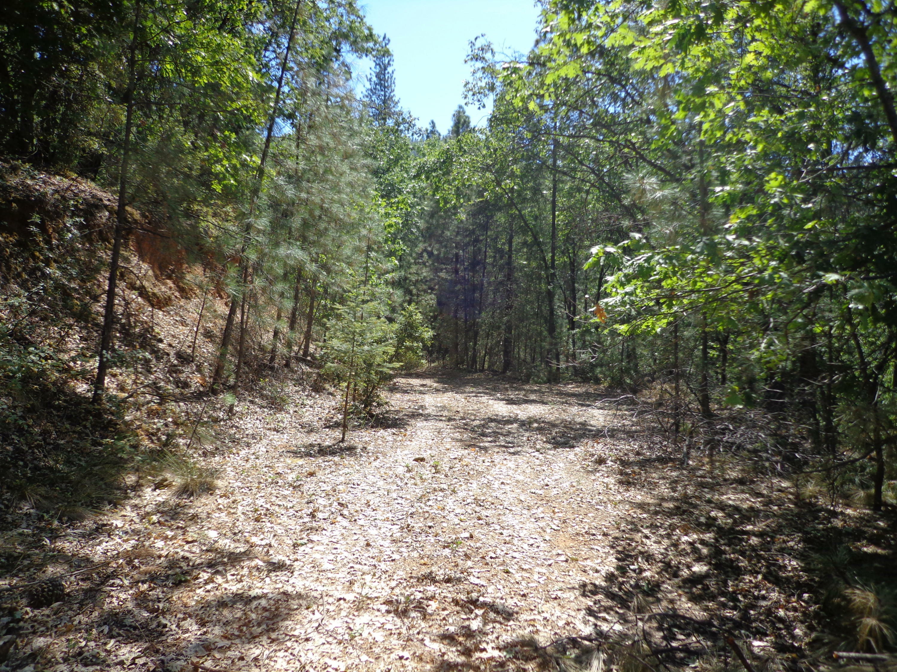 4.42 Acres Fawn Rd   CA 96051 photo