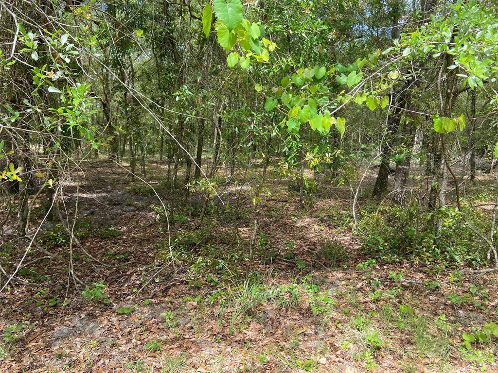 Property Photo:  Lot 6 SW 83 Rd Pl  FL 34431 