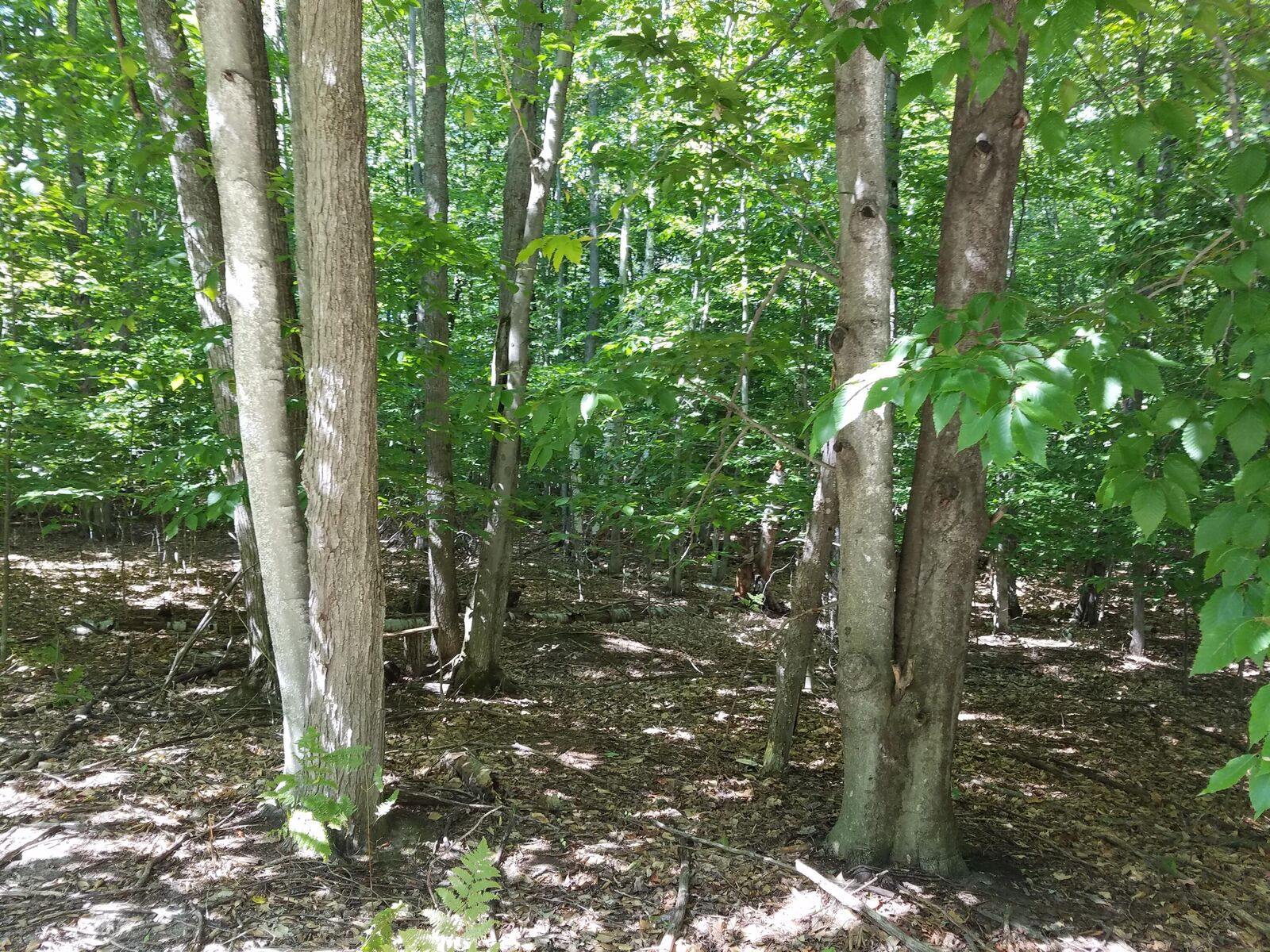 Property Photo:  1178 Matterhorn Court Lot 1960  MI 49735 