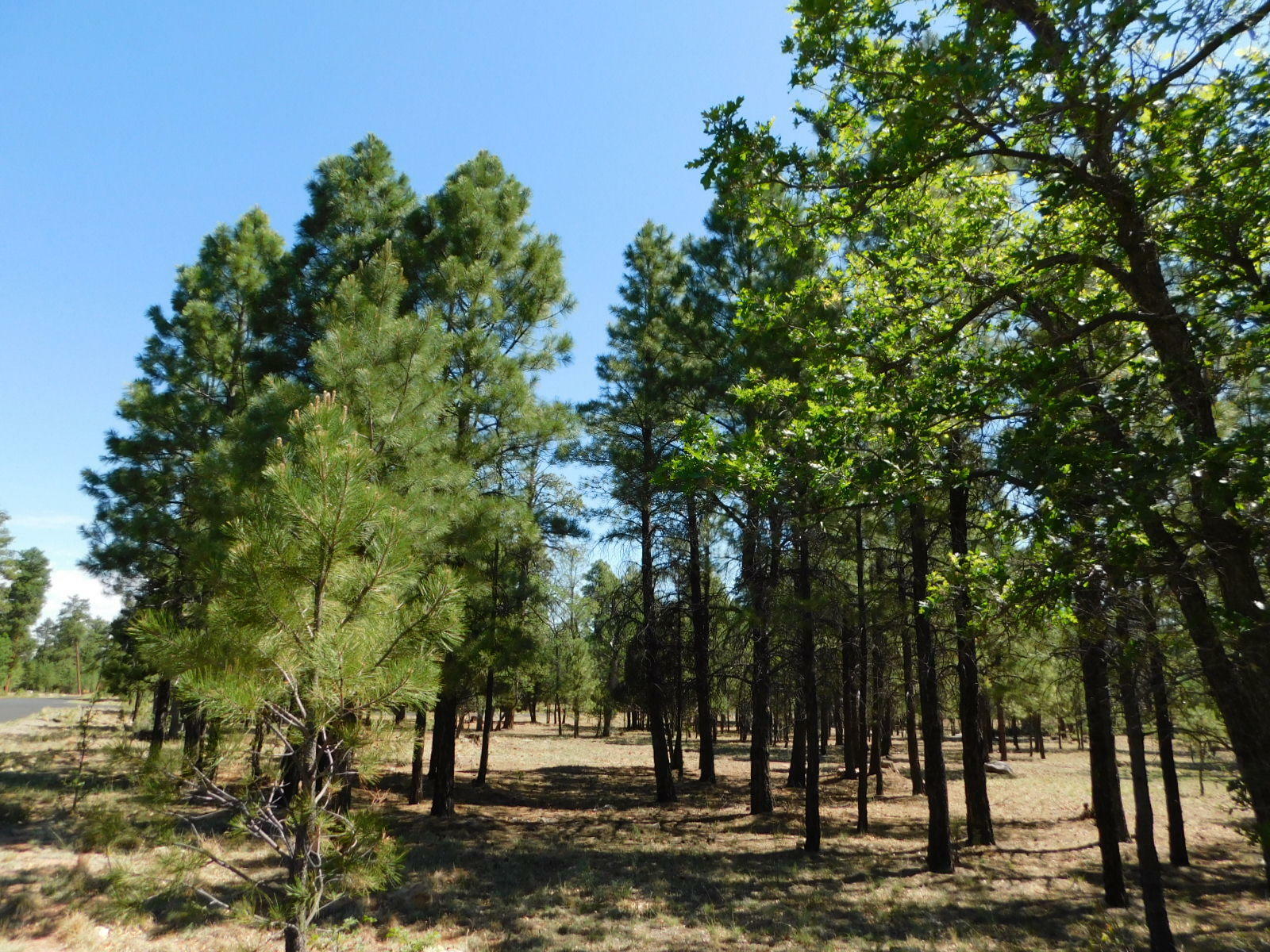 Property Photo:  1785 Sugar Pine Drive  AZ 86024 