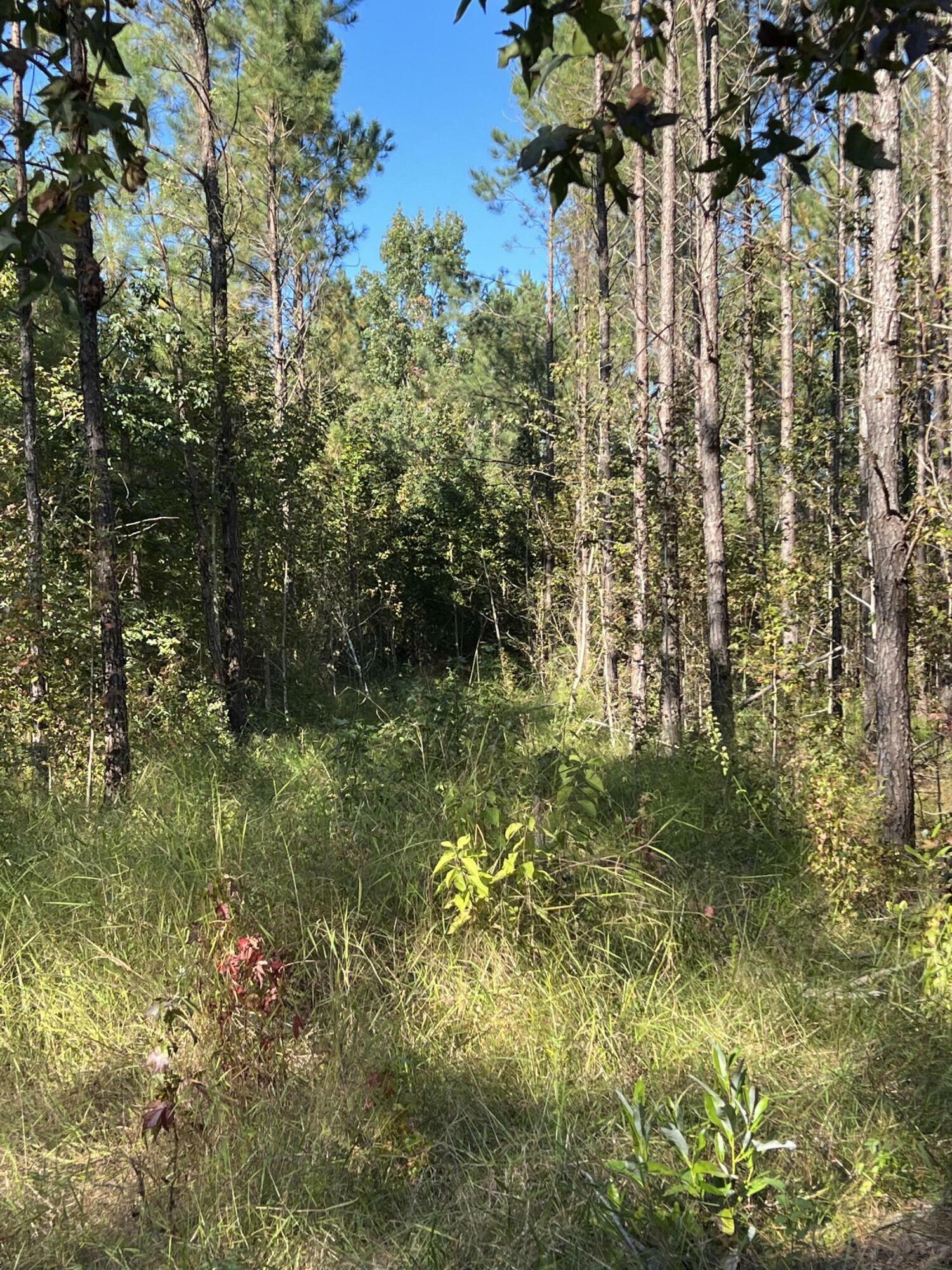 Lot 2 Jack Road  Laurel Hill FL 32567 photo