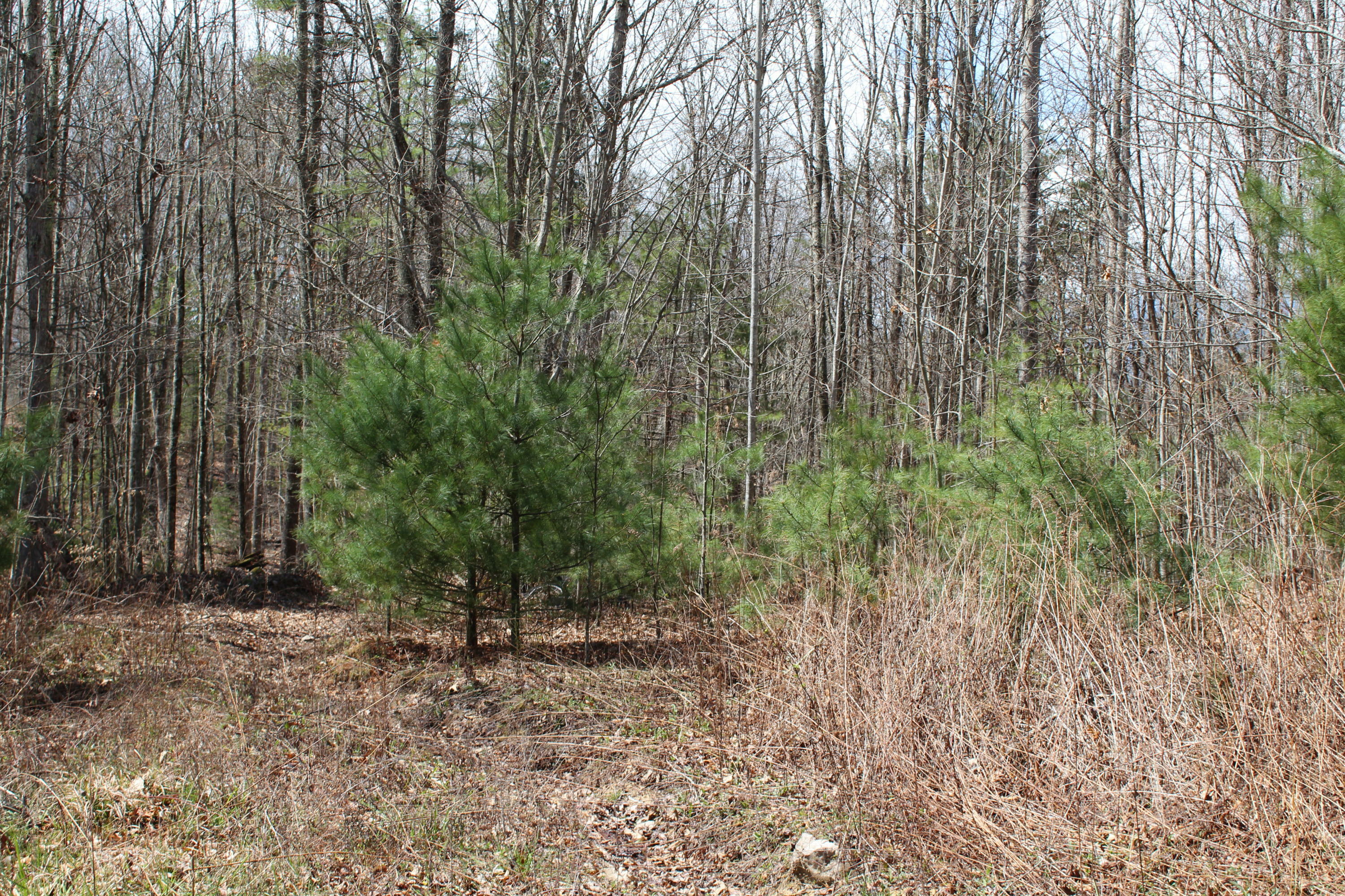 Property Photo:  War Ridge Rd  WV 24985 