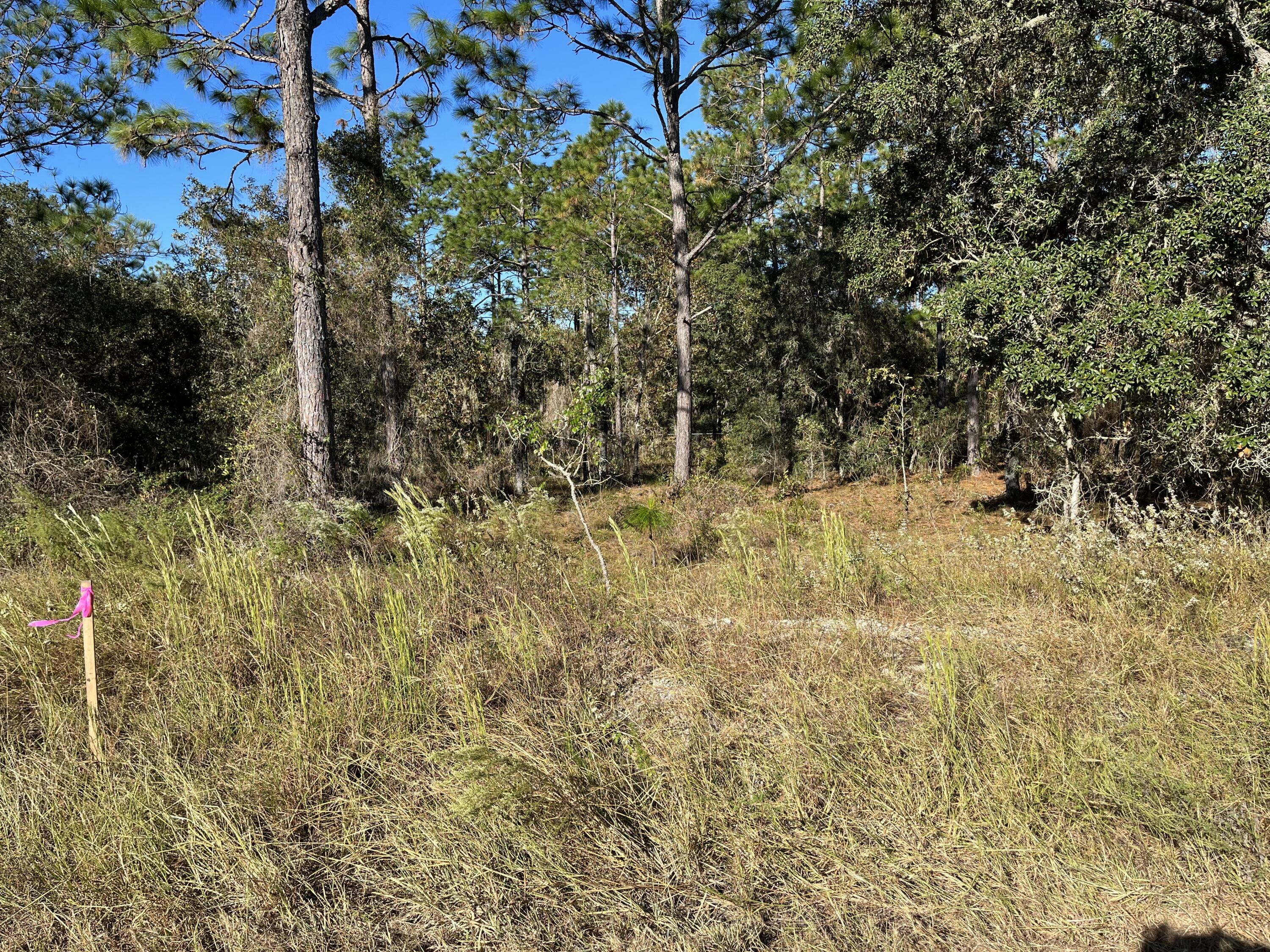 Tbd SW Ivy Place  Dunnellon FL 34431 photo