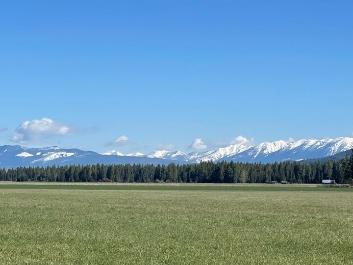 Windermere Whitefish