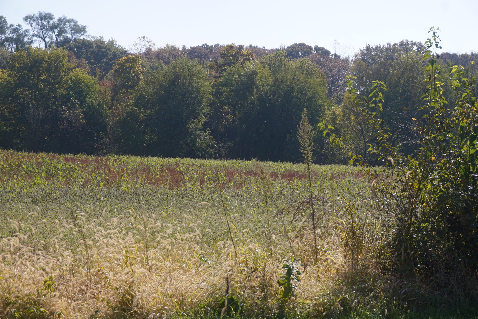 Property Photo:  Sec8 W Eames Street  IL 60410 