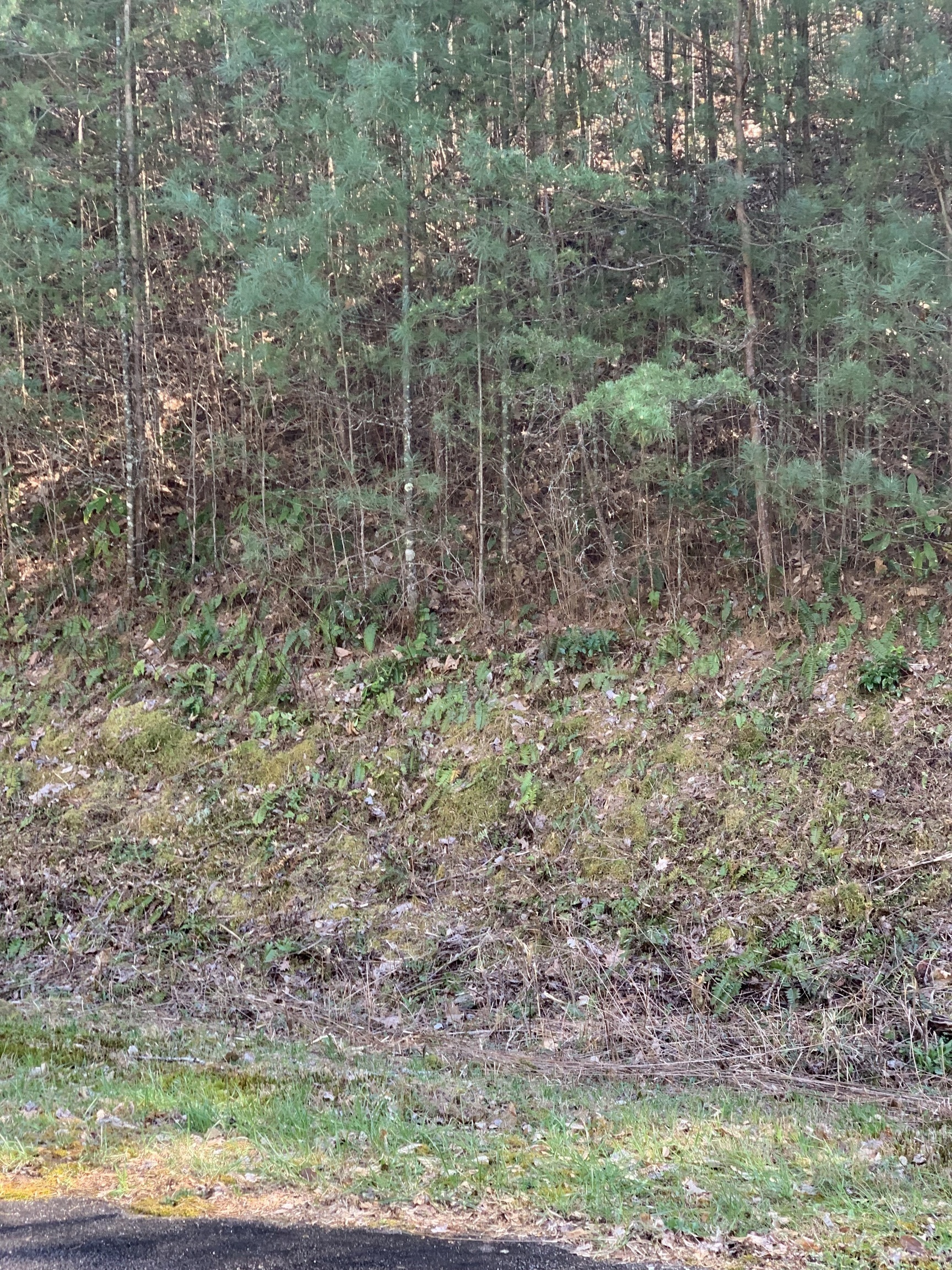 Property Photo: 207 Shake Hollow Drive GA 30568