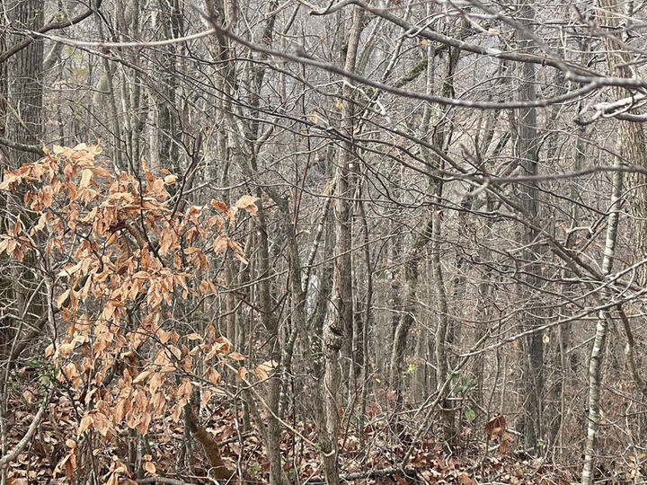 Property Photo: Lot 35 Laurelwood KY 42544