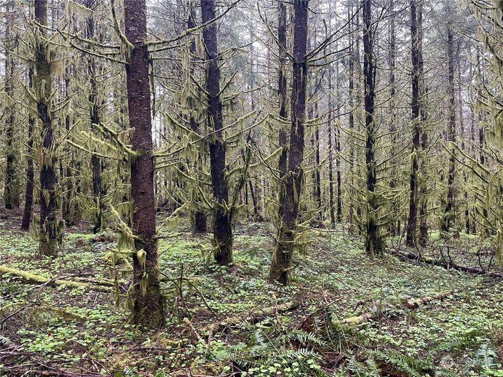 Property Photo:  0  Green Mt Road  WA 98674 