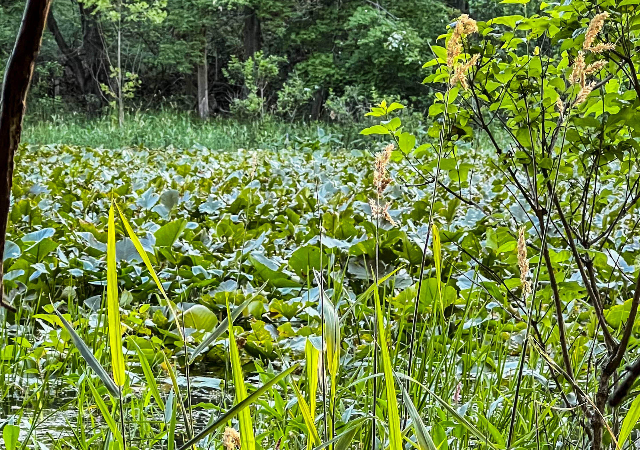 Property Photo:  Coon Hollow Road  MI 49093 