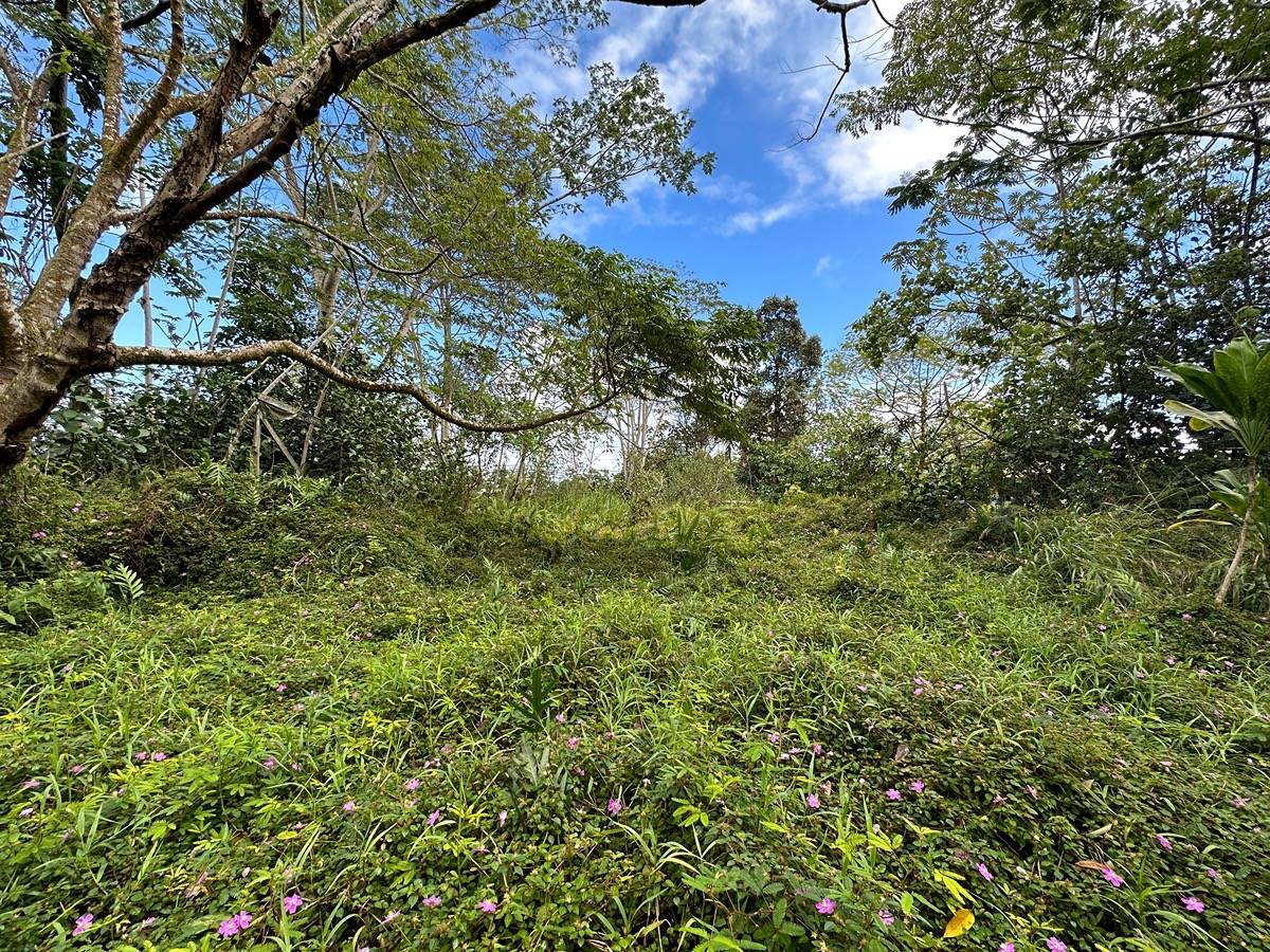 Property Photo:  Pahoa Rd  HI 96760 