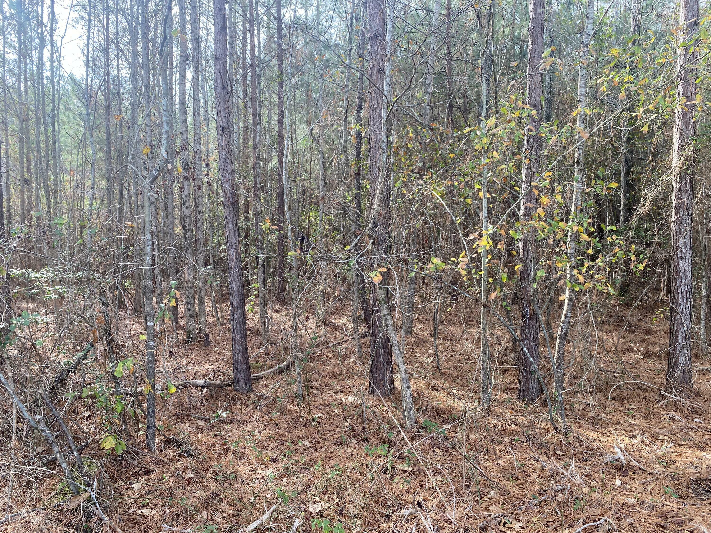 Property Photo:  0 Adams-Reeves Road  GA 30808 