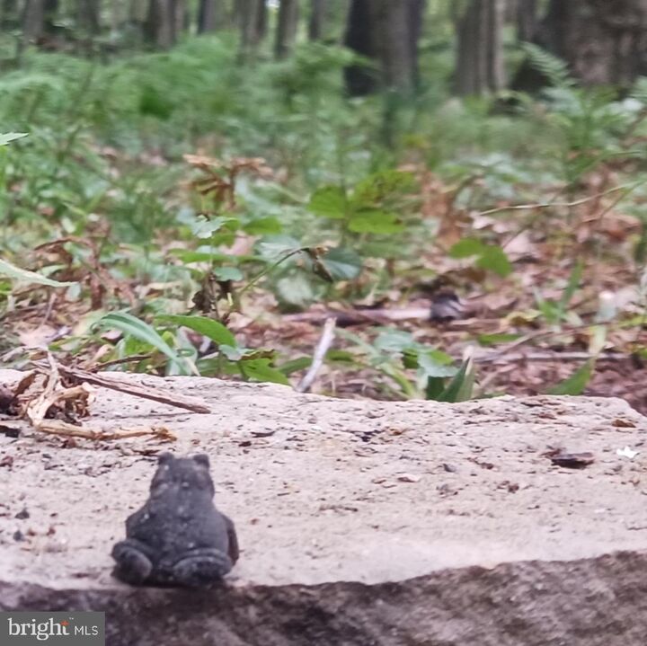 Sanders Lane  Oakland MD 21550 photo