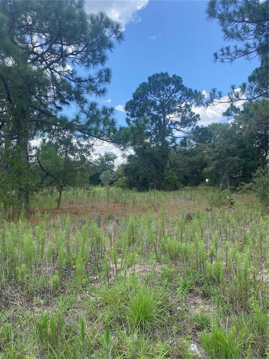 Property Photo:  17314 County Line Road  FL 34610 