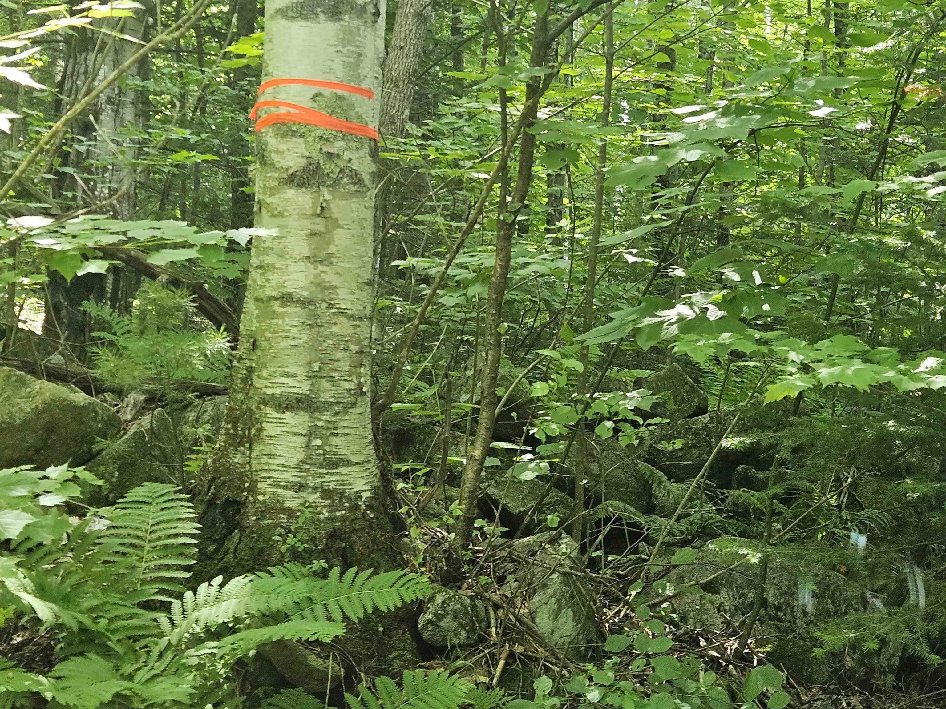 Property Photo: Lot 6 Mount Cleveland Road NH 03574