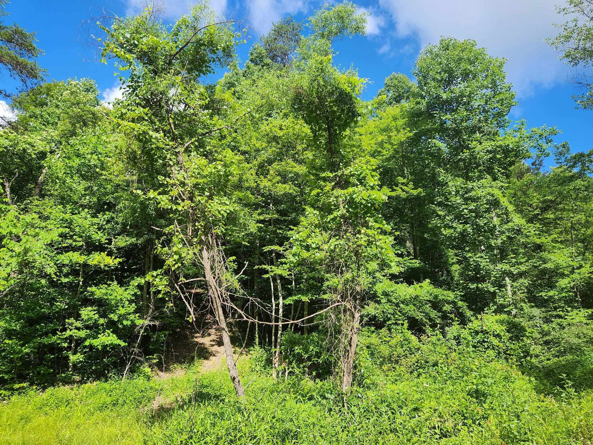 Property Photo:  0 Steel Branch  KY 41124 