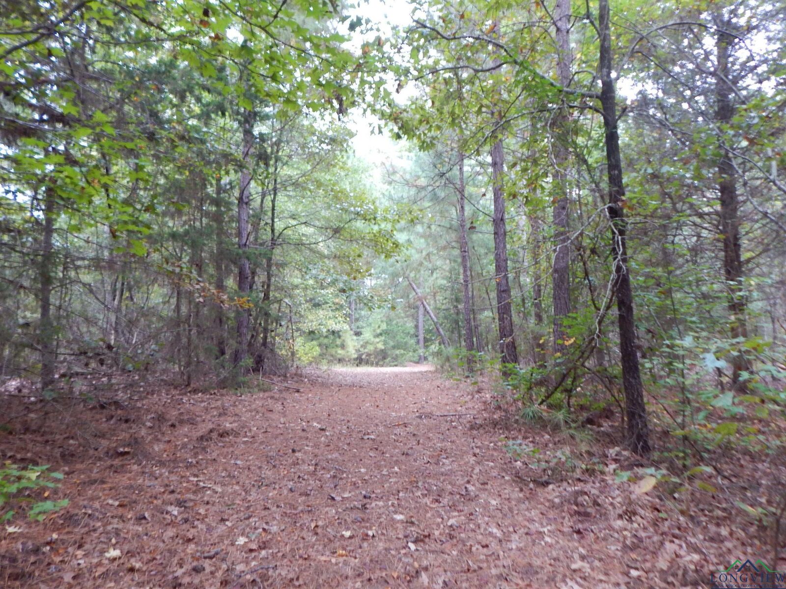 Property Photo:  Tbd 70.78 Red Maple Rd.  TX 75755 