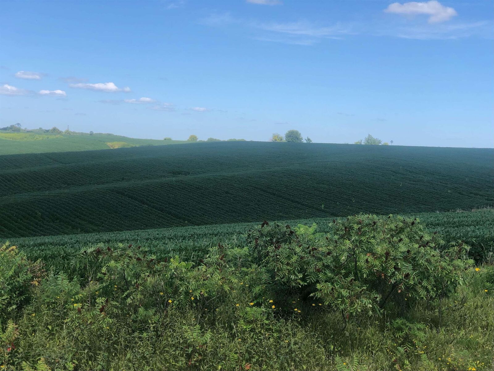 Property Photo:  Tbd County Road E-17  IA 52321 