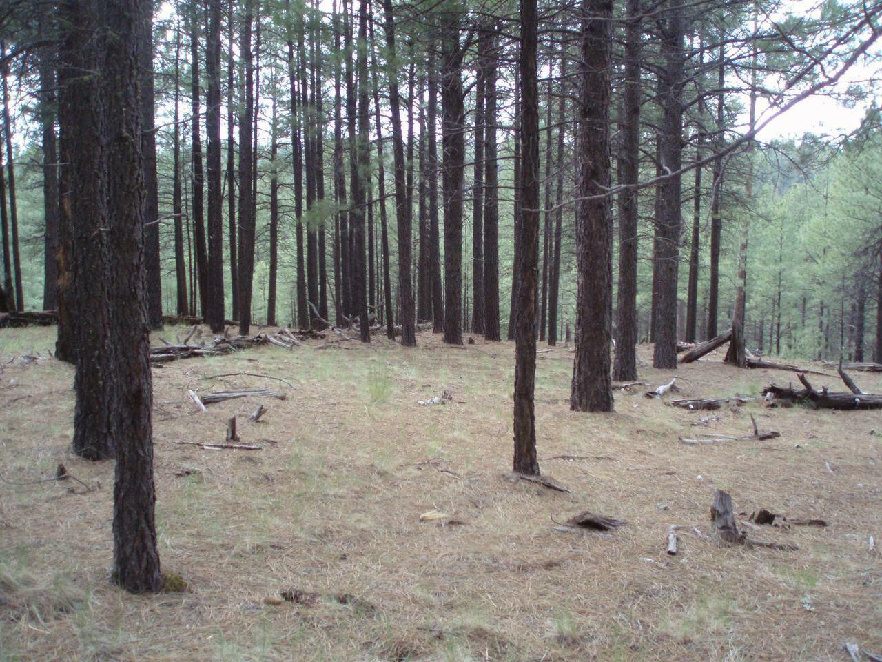 Pcl1&2 001K&L Coconino Forest Rd 137A  Happy Jack AZ 86024 photo