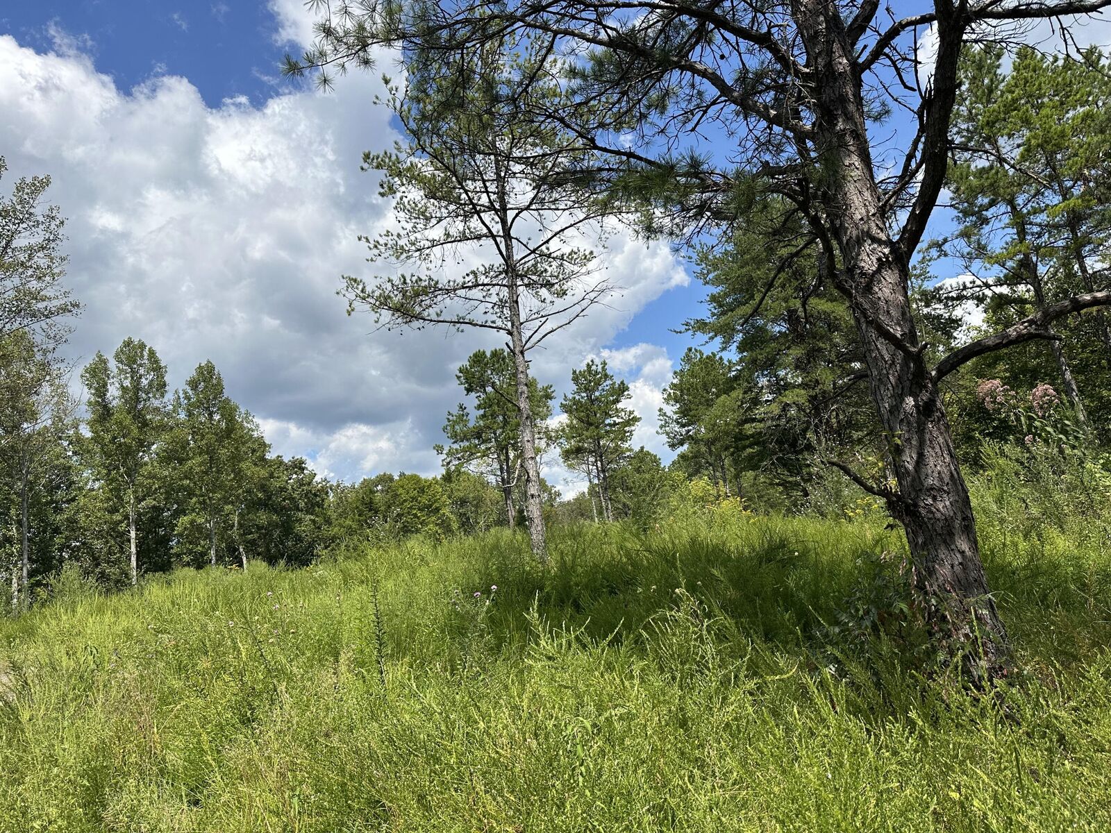 Property Photo: 424-Tract 6 W 577 Highway Tract 6 KY 40962