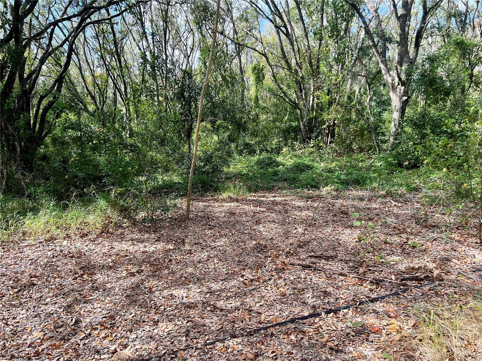 Property Photo:  Pine Island Road  FL 34711 