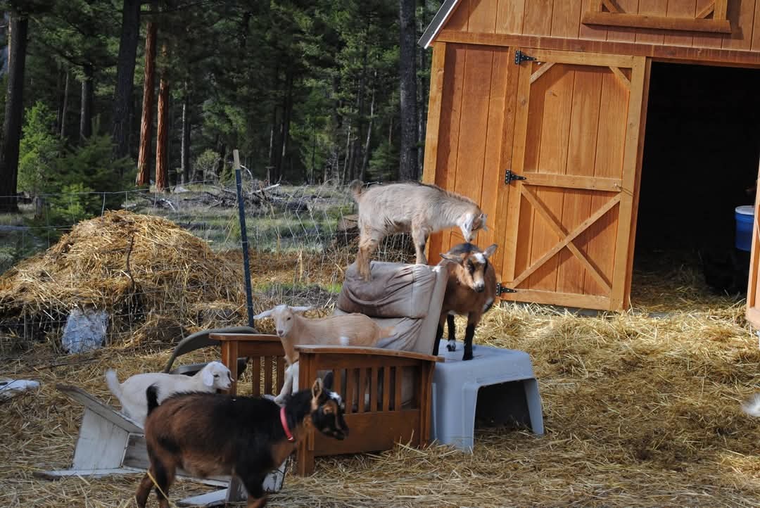 Property Photo: 202 Packer Gulch Road MT 59832