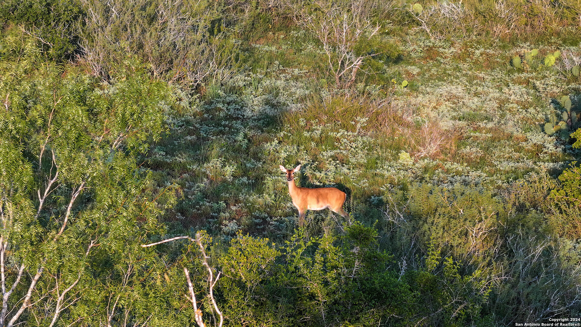 Property Photo: 000 Leal Road TX 78064