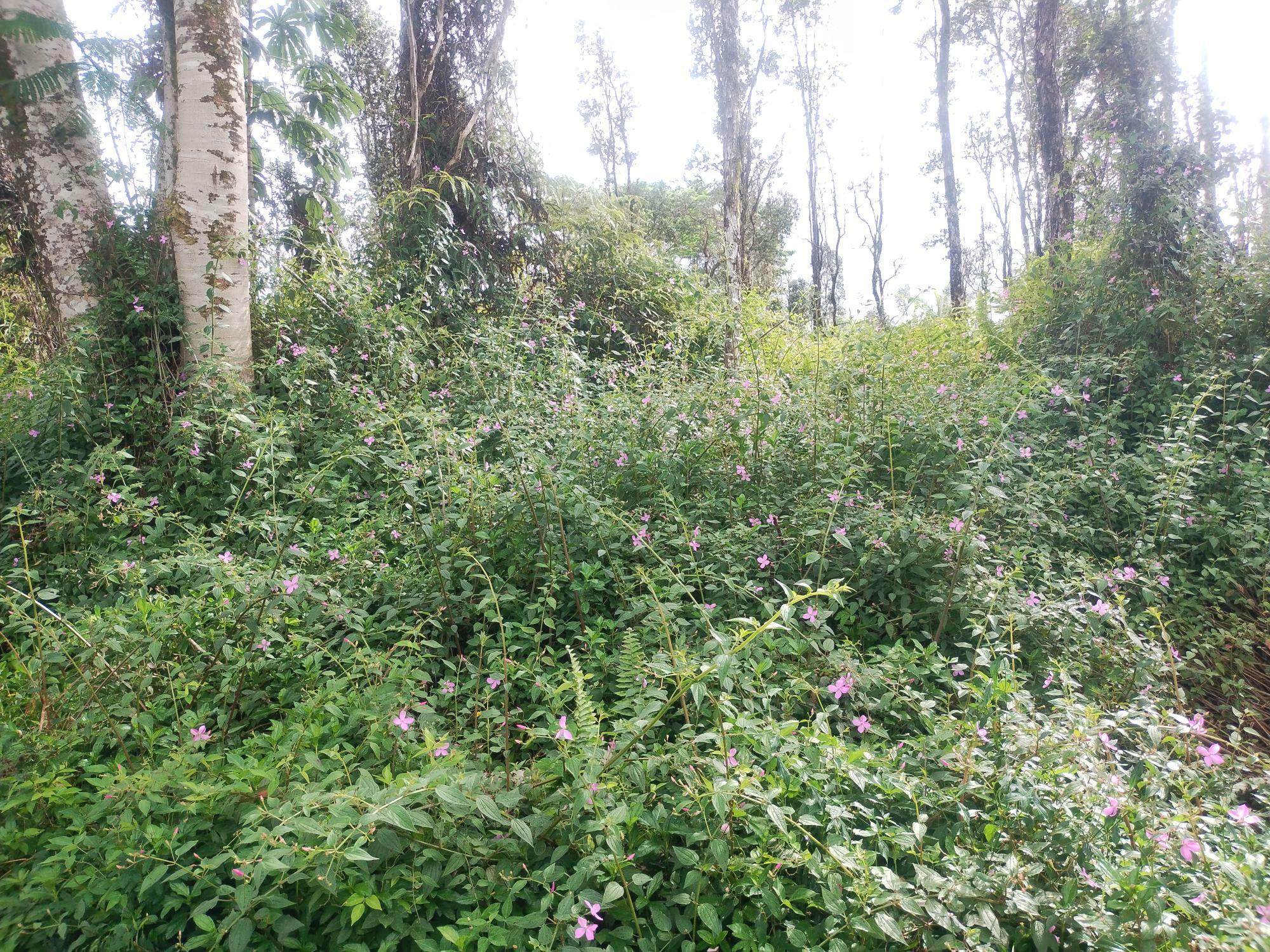 Property Photo:  Pahoa Rd  HI 96778 