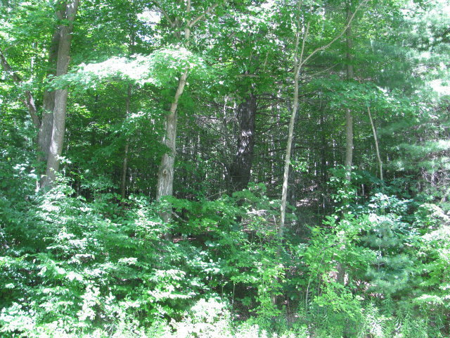 Property Photo:  62054 State Route 415  NY 14826 