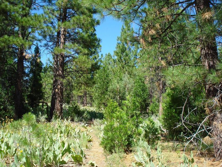 Property Photo:  288 Arrowleaf Road  CA 96122 