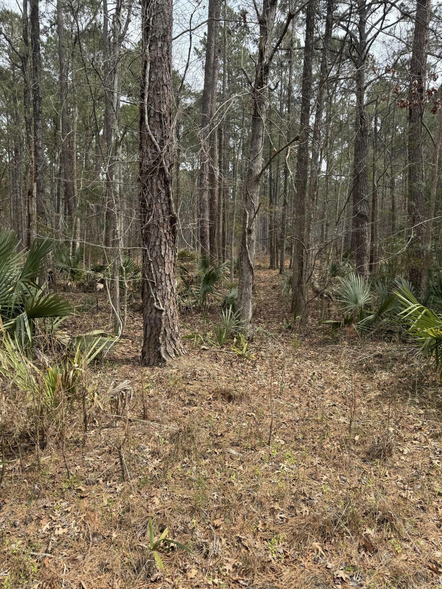 Property Photo: 0 Prices Bridge Lane SC 29488