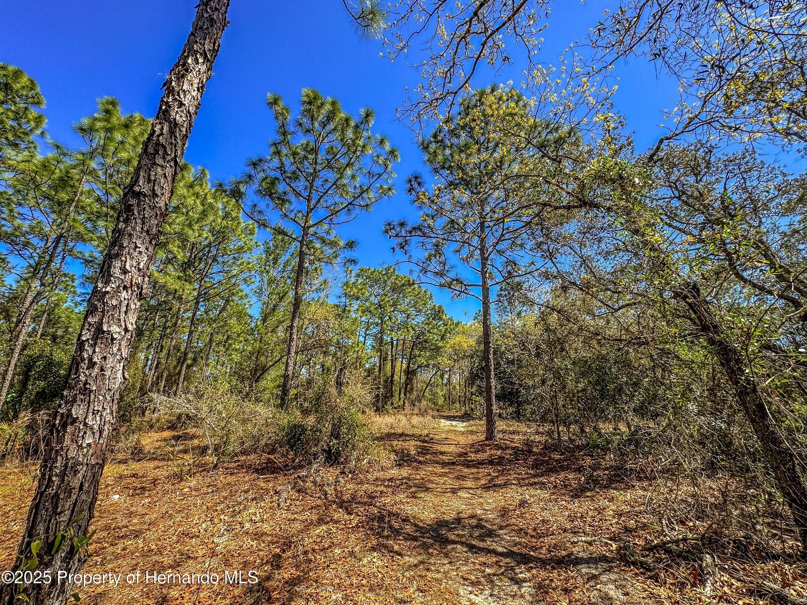 Property Photo:  0 Sheffield Road  FL 34608 