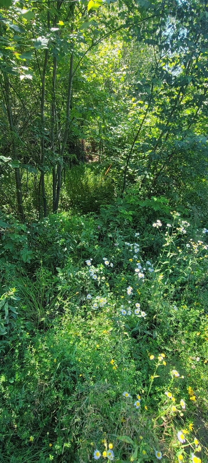 Property Photo:  Lot 47 Bolivar Road  NS B4V 8L7 