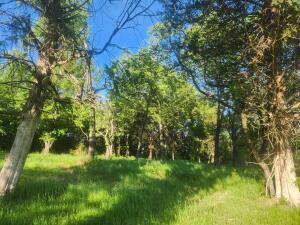 Property Photo: Tract 3 Castleberry Lane AR 72846