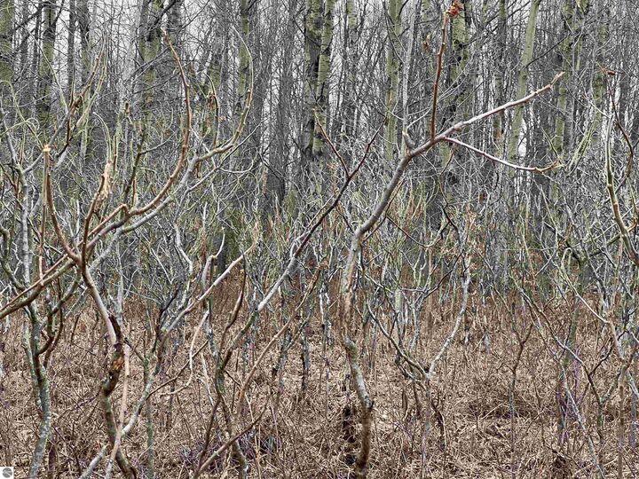 Property Photo:  Lot 20 Crestview Drive  MI 49601