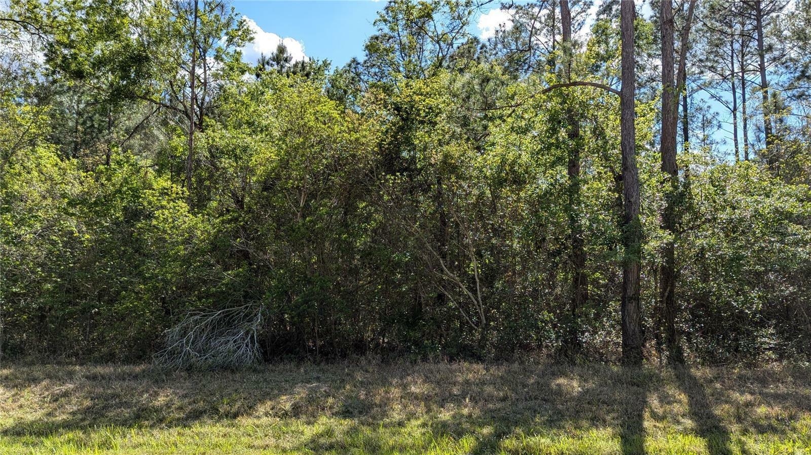 Property Photo: 00 NE 108th Place FL 32694