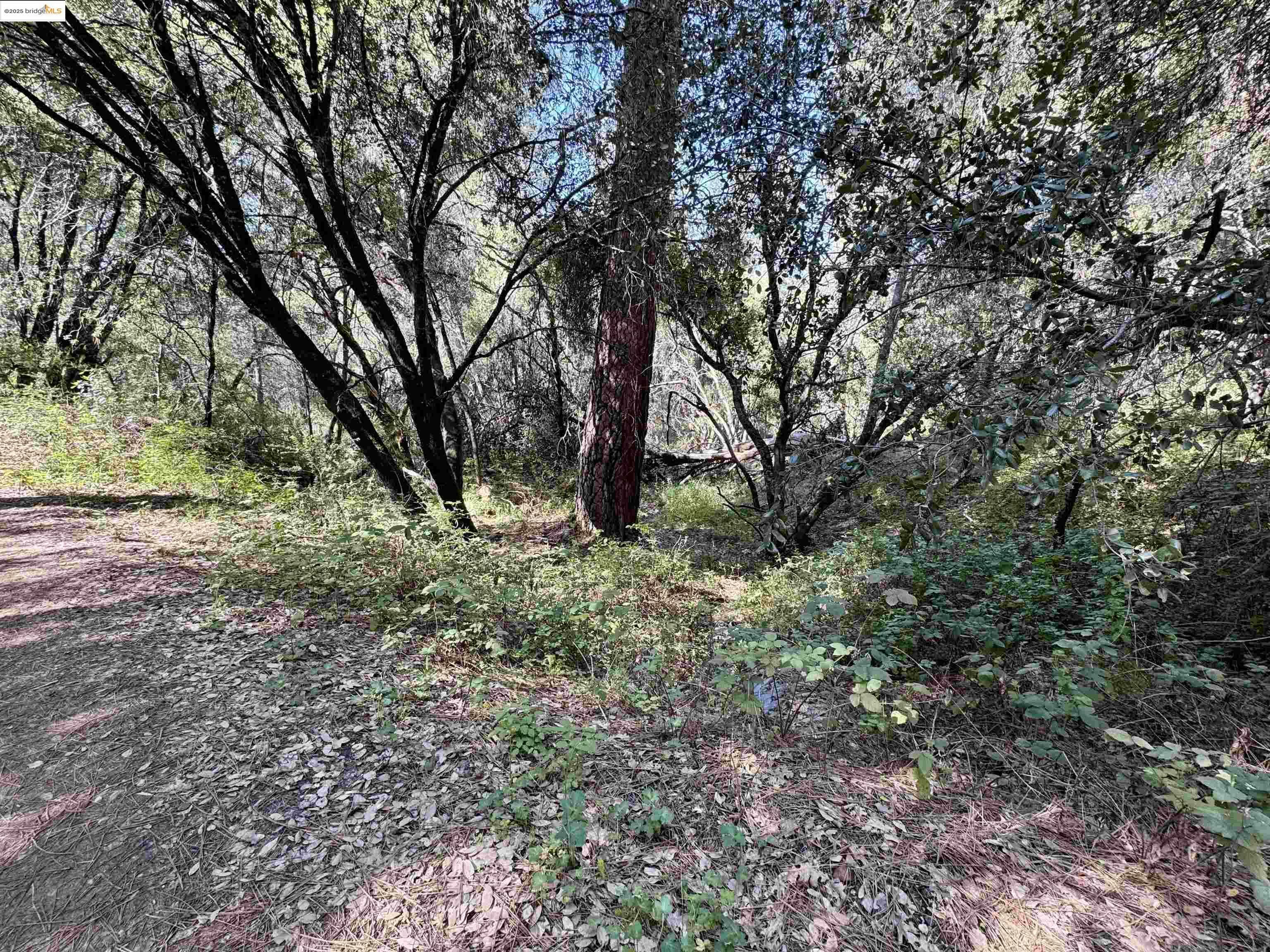 21893 Sawmill Flat Rd  Sonora CA 95370 photo