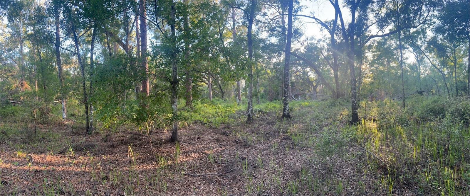 Property Photo: Pinon Drive FL 33597