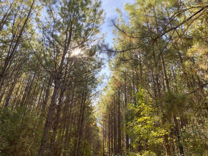 Tbd Cr 1150  Woodville TX 75979 photo