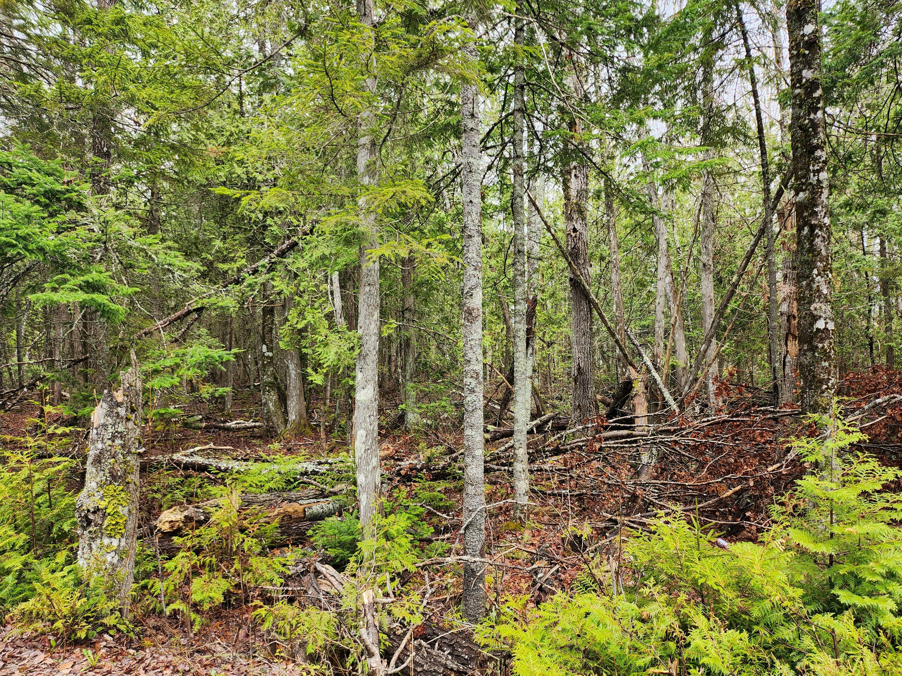 Property Photo: Lot 64 Coffins Neck Road ME 04652