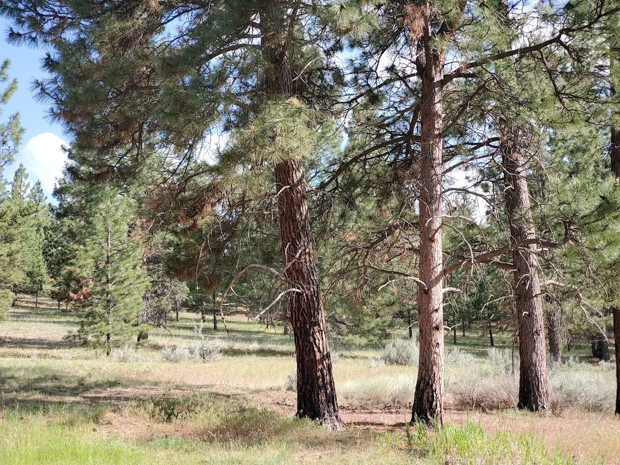 Property Photo: 4784 Cameron Rose Lane MT 59870
